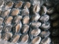 Bào ngư size 20/25 