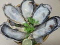 Hàu Nhật cao cấp chuẩn Sashimi Hyogo 