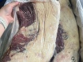 Gàu bò úc S Ralp 